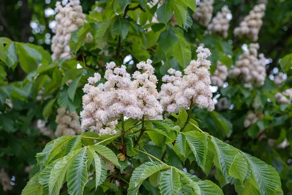 Kestane ağaçlarının yemyeşil çiçeklerinin yakın plan çekimi. Yeşil yapraklı dallarda kestane çiçekleri.