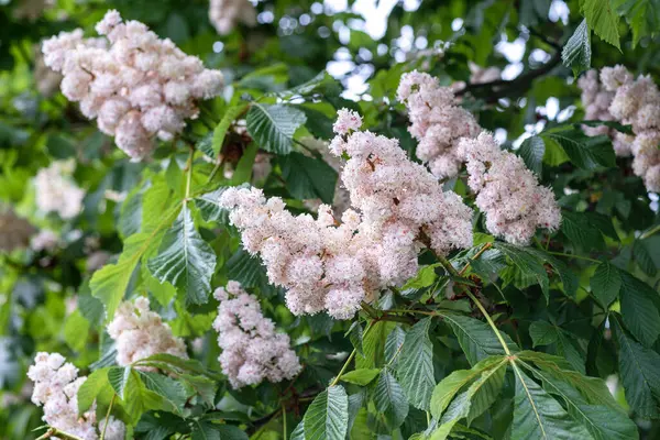 Kestane ağaçlarının yemyeşil çiçeklerinin yakın plan çekimi. Yeşil yapraklı dallarda kestane çiçekleri.
