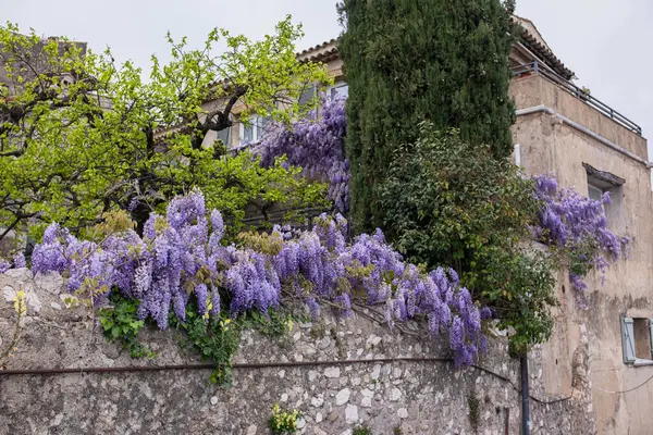 Eski kasaba, taş bina, Çin salkımının taştan duvarlarda büyümesi ve bol bol mor çiçeklerle açması. Fransa 'nın Vence kentinin manzarası.