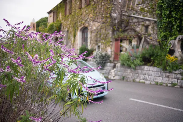 Eski kasaba, taş bina, Çin salkımının taştan duvarlarda büyümesi ve bol bol mor çiçeklerle açması. Fransa 'nın Vence kentinin manzarası.