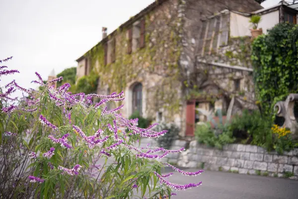 Eski kasaba, taş bina, Çin salkımının taştan duvarlarda büyümesi ve bol bol mor çiçeklerle açması. Fransa 'nın Vence kentinin manzarası.