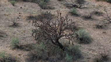 Dikenli bitki benzeri büyük kaktüsler.