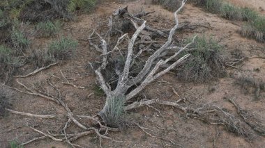 Çölde ölü bir dal