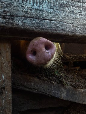 Bir domuzun burnunun, eski ahşap kalasların arasından dikizlediği yakın plan. Çiftlik hayatı ve hayvan merakının kırsal ve esprili bir görüntüsü..