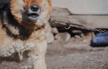 Metal zincirde görülebilir gerilim olan zincirlenmiş bir köpeğin yakın çekimi. Köpeklerin yüzleri ve kürkleri çerçeve içinde, kısıtlama veya koruma hissi uyandırıyor.