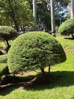 Yuvarlak şekilli bir süs ağacı, iyi korunmuş bir parkta..