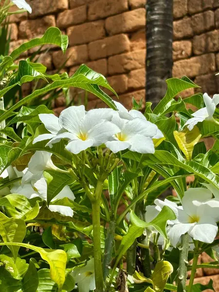 Bahçedeki güzel çiçekler