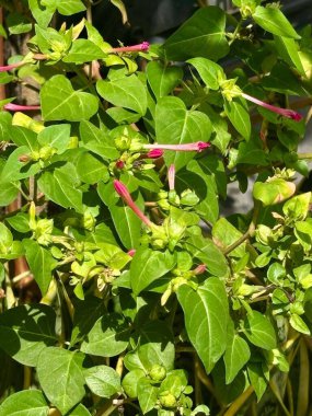 Parlak yeşil yapraklı canlı bir bougainvillea buketi, çiçek açmak üzere olan pembe çiçek tomurcukları, tropikal ve kaygısız bir hava getiriyor..