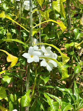 Bahçede yeşil yapraklar