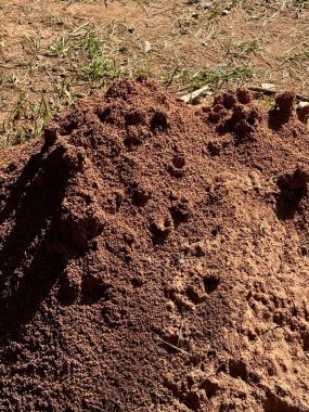 Büyük bir kızıl toprak dağı doğal bir arka plana karşı duruyor. Toprağın tanecikli dokusu küçük ayrıntıları ortaya çıkarıyor..