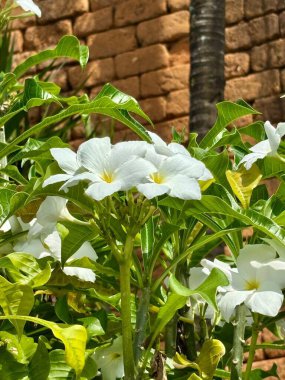 Tropikal bir bahçede parlak beyaz çiçekler, arka planda canlı yeşil yapraklar. Güneş ışığı nazikçe yaprakları aydınlatır..