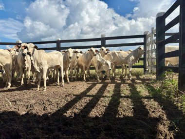 Bir grup beyaz zebu sığırı açık hava ağılında, mavi gökyüzünün altında beyaz bulutlarla süslenmiş..