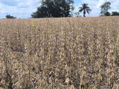 Büyük bir tarla dolusu altın soya tohumu hasadı gösteriyor. Arka planda hafif bulutlu mavi gökyüzü, birkaç ağaç ve tek bir palmiye dikilirken, sakin ve doğal bir manzara yaratır..