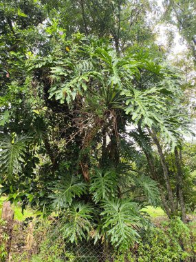 Ağaçtaki yaratıcı oyun