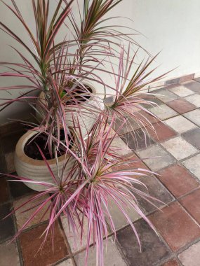 Pembe ve yeşil tonlarda uzun ince yaprakları olan canlı bir dekoratif bitki. Modern bir tencerede sergileniyor. Yapraklar kare bir taş zemine karşı duruyor..