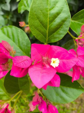 Pembe bougainvillea çiçeklerinin canlı görüntüsü, arka planda yemyeşil yapraklar var. Yaprakların ayrıntıları ve küçük tomurcuğun beyazlığı..