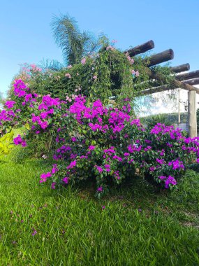Berrak mavi gökyüzüne karışan yemyeşil yapraklı canlı mor Bougainvillea ile dolu çarpıcı bir bahçe. Huzur ve doğal güzelliği çağrıştıran sakin ve renkli bir sahne..