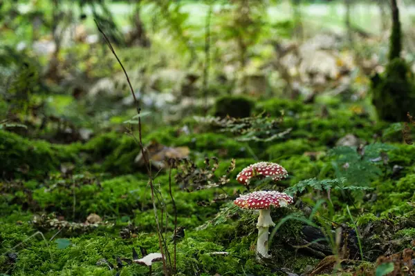 Ormanda büyüyen mantarlar