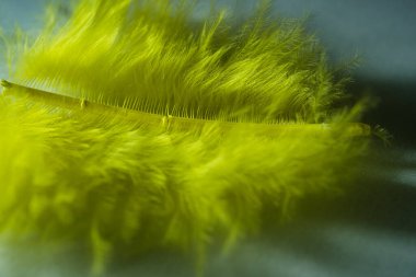 sarı tüylü makro çekim