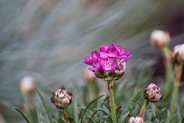 Bahçedeki güzel çiçekler