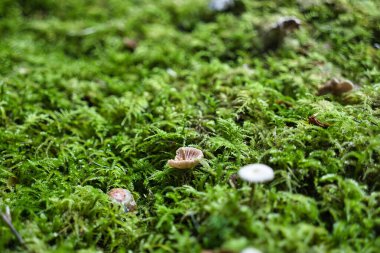 Ormanda yosun, küçük mantarlarla kaplan.
