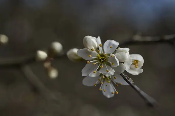 Baharda ağaçta beyaz çiçekler