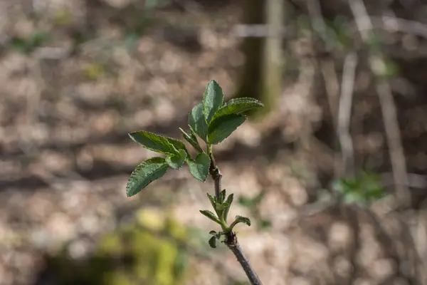 Bahçedeki bir ağaçta büyüyen yaprakların yakın plan çekimi.