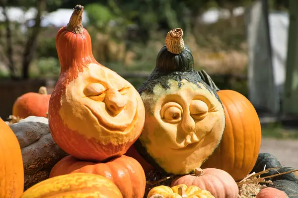 Cadılar bayramı balkabakları bahçede bir balkabağının üstünde.