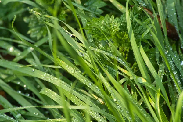 Yeşil çimlerin üzerindeki çiy tanesi.