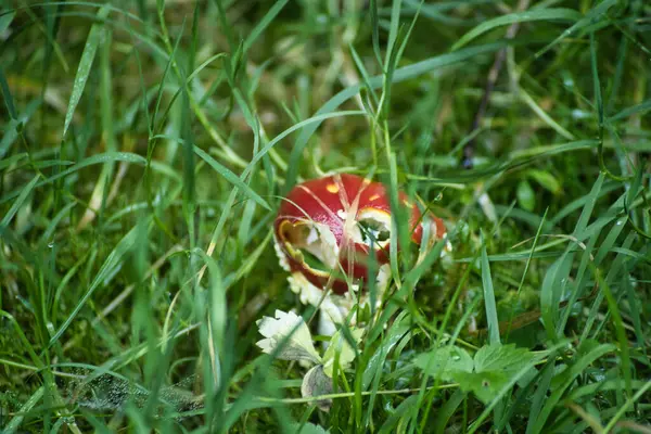 Bahçede yetişen güzel bir zambak çiçeğinin dikey çekimi.