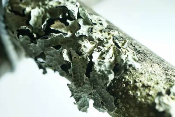 Bulanık bir geçmişi olan ölü bir ağaç gövdesinin seçici odak noktası.