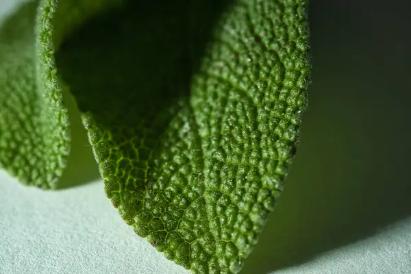 Beyaz arkaplanda bir yaprağı kapat