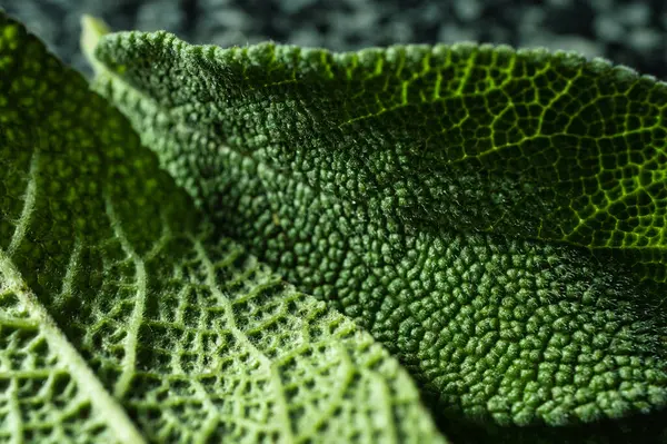 Yeşil bir yaprağa yaklaş