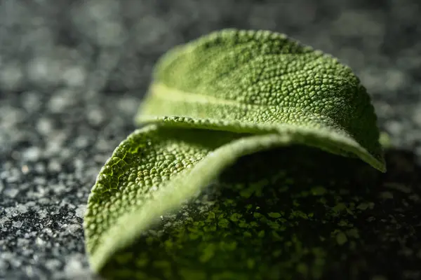 yakın - siyah taş zemin üzerinde yeşil yaprak görünümü