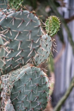 Bahçedeki kaktüs
