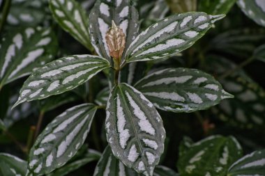 Bir bitkinin beyaz yaprağına yaklaş