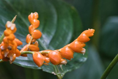 Bahçedeki portakal çiçeği
