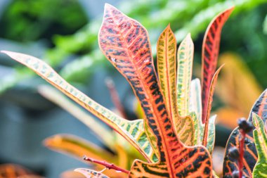 Güzel renkli tropikal yapraklara yakın.