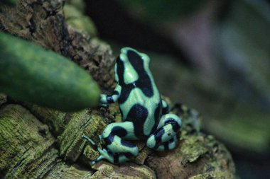 Hayvanat bahçesindeki kurbağa.