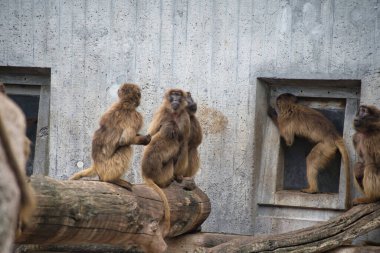 Kafesteki maymunlar. Hayvanat bahçesi
