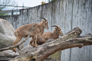İki keçinin yakın çekimi.,