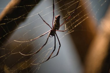 Siyah arkaplanda örümcek ağı