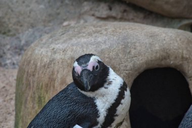 Parktaki hayvanat bahçesindeki penguen
