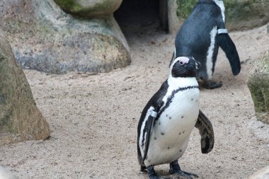 sevimli ve komik siyah penguen