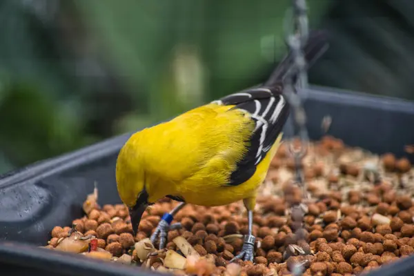 Sarı - göğüslü bar kuşu (cycycyus caerulea )