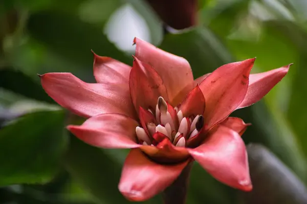 Bahçedeki güzel çiçekler