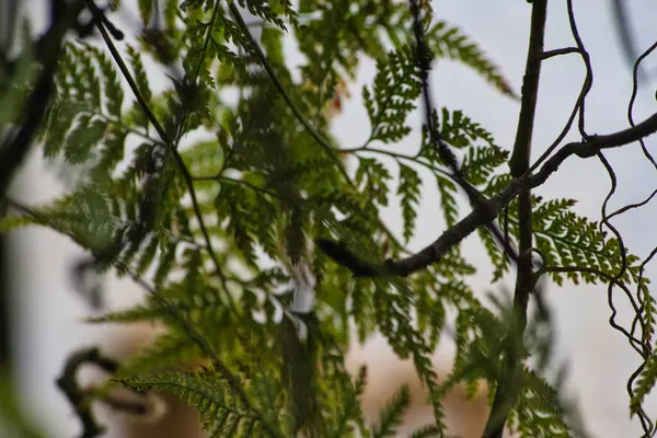 Bir ağaç dalını kapat