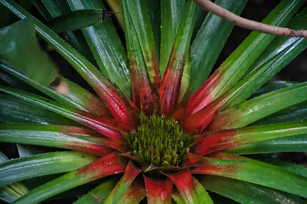 Güzel bir çiçeğin yakın plan çekimi.