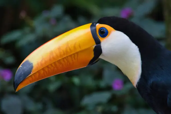 yakın plan - sarı - mavi - sarı tukan (phaco phaphaus touco) olarak da bilinir. -