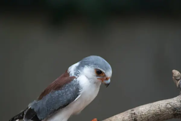 Şirin kuşun yakın görüntüsü
